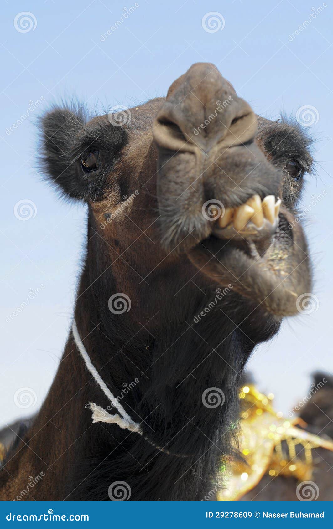 Red camels stock image. Image of animal, kuwait, middle - 29278609 Red camels stock image. Image of animal, kuwait, middle - 29278609