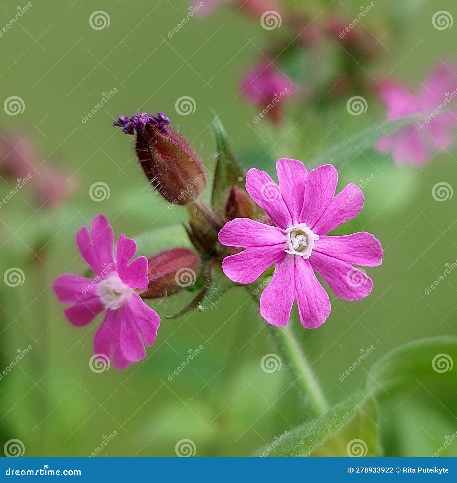 red campion (silene dioica)