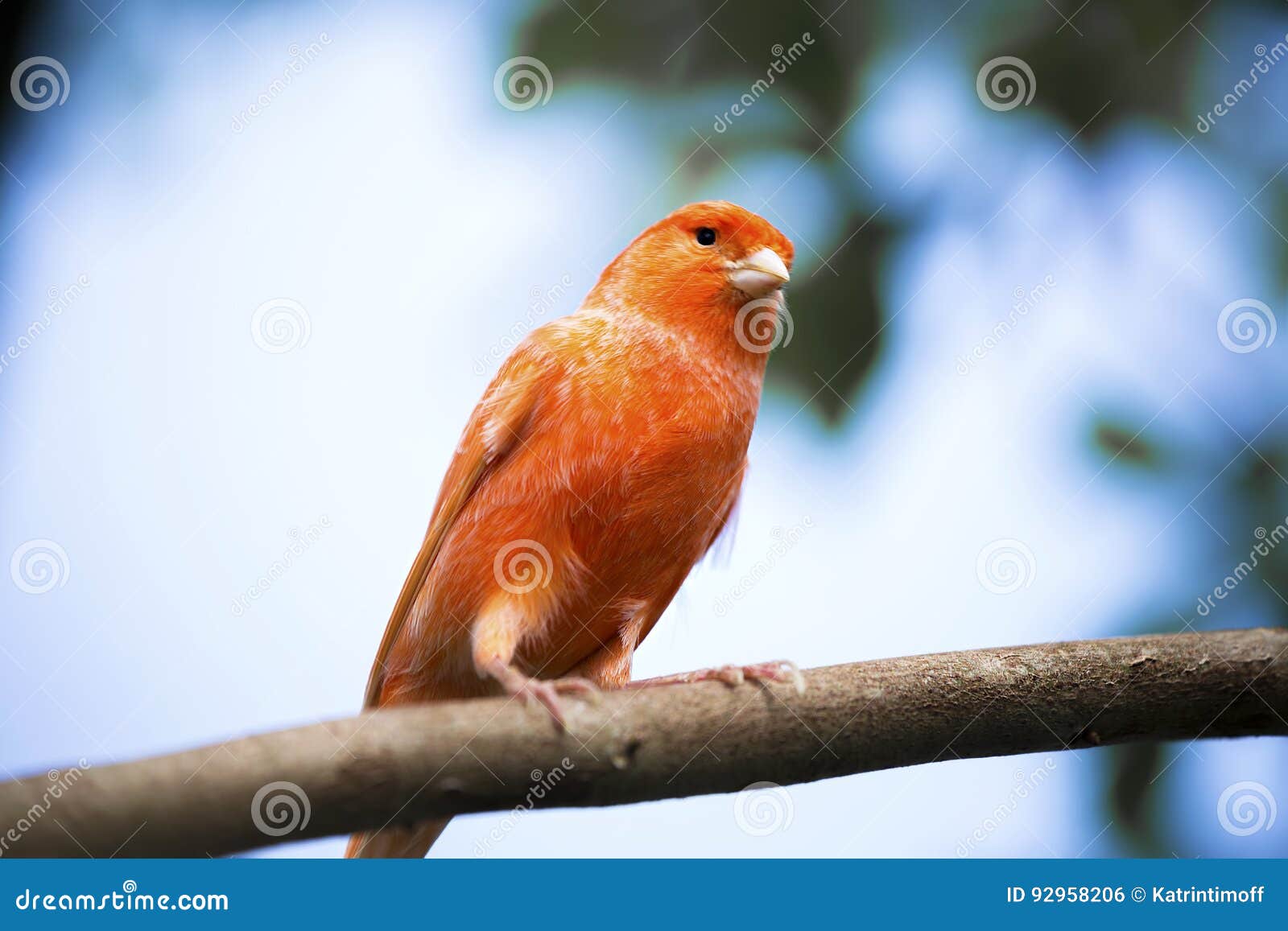 red canary on its perch in front