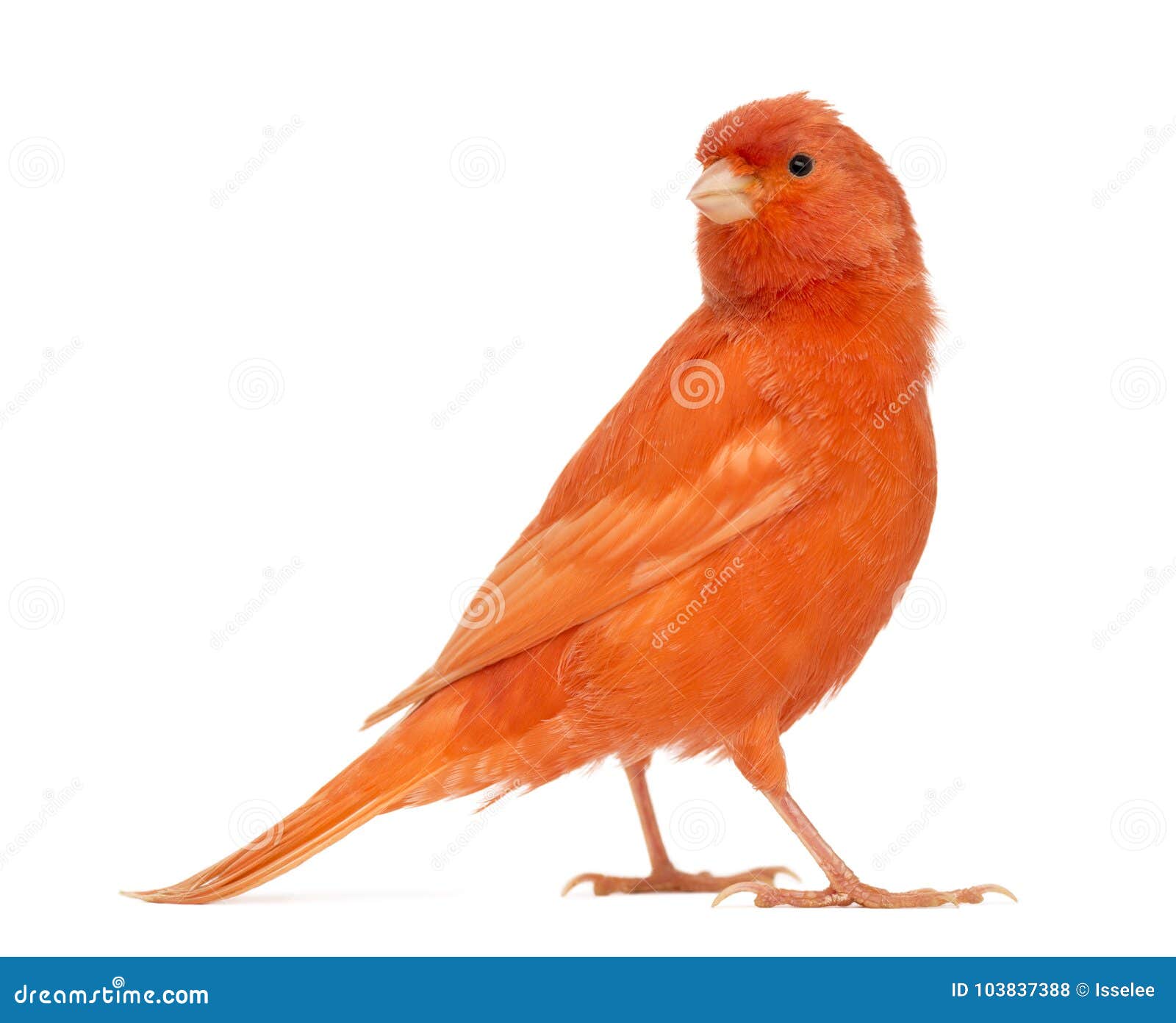 red canary, serinus canaria, against white background