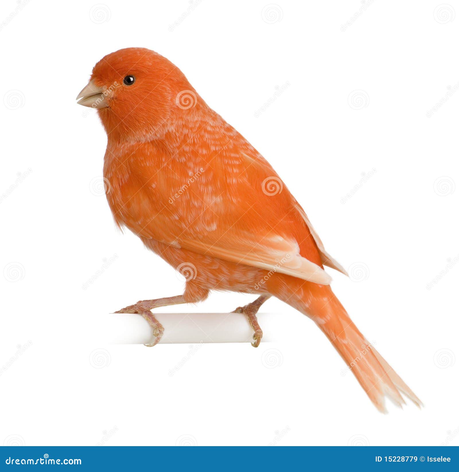 red canary, serinus canaria, perched