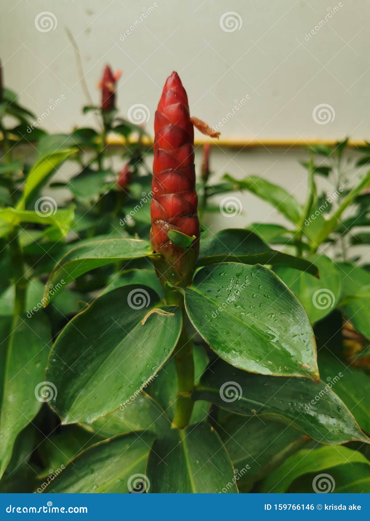 The Red Candle Flower in the Garden Stock Photo Image of green, garden 159766146