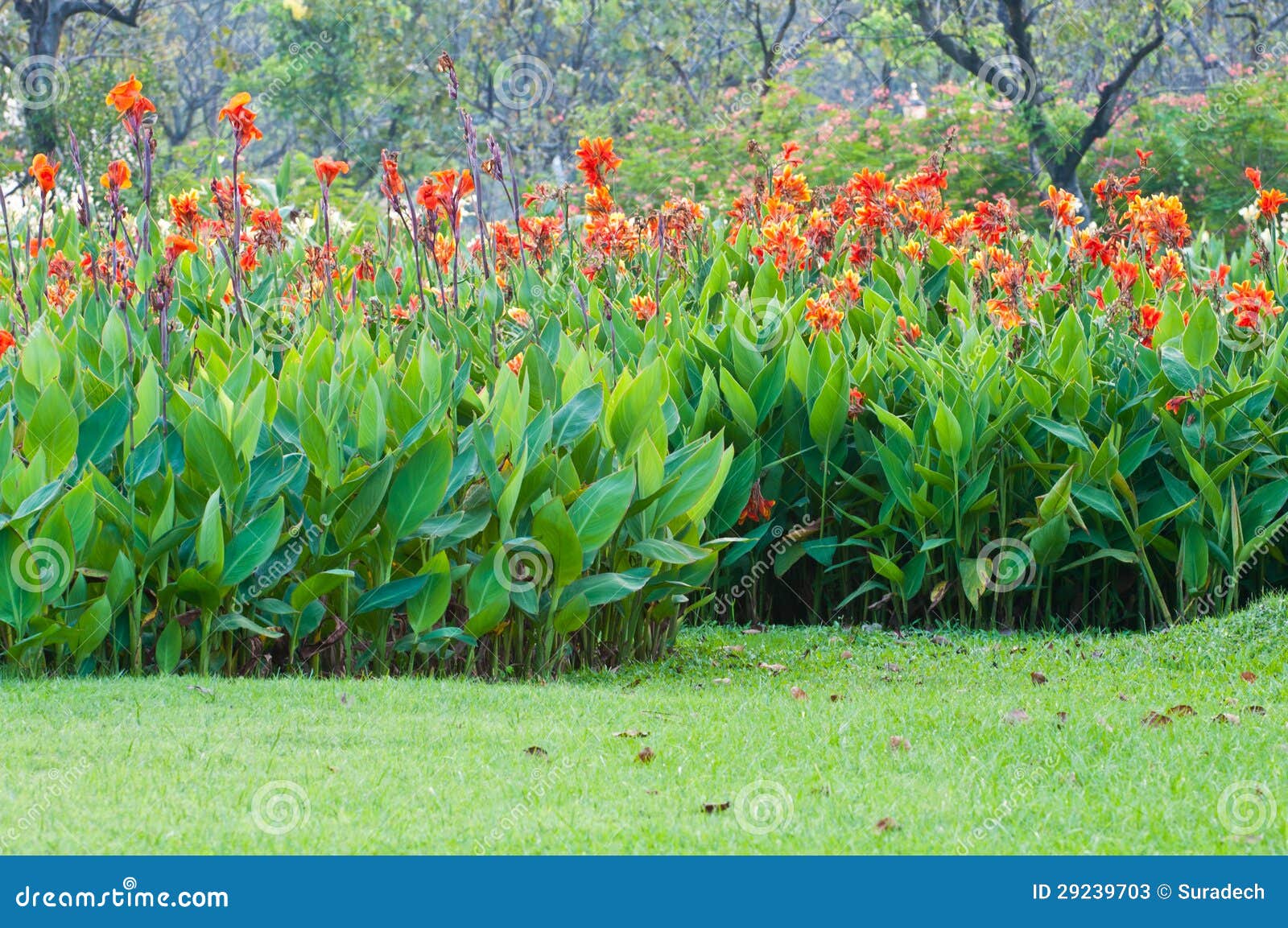 Red canna flower stock image. Image of tropical, botany 29239703