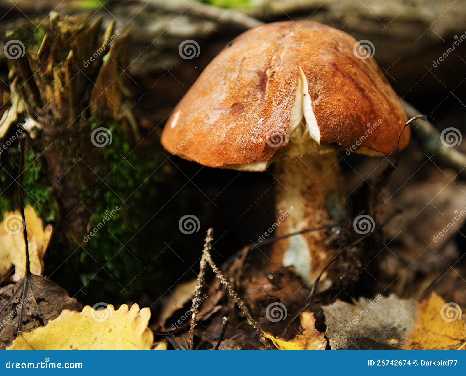 Red cap mushroom stock photo. Image of vegetarian, eatable 26742674