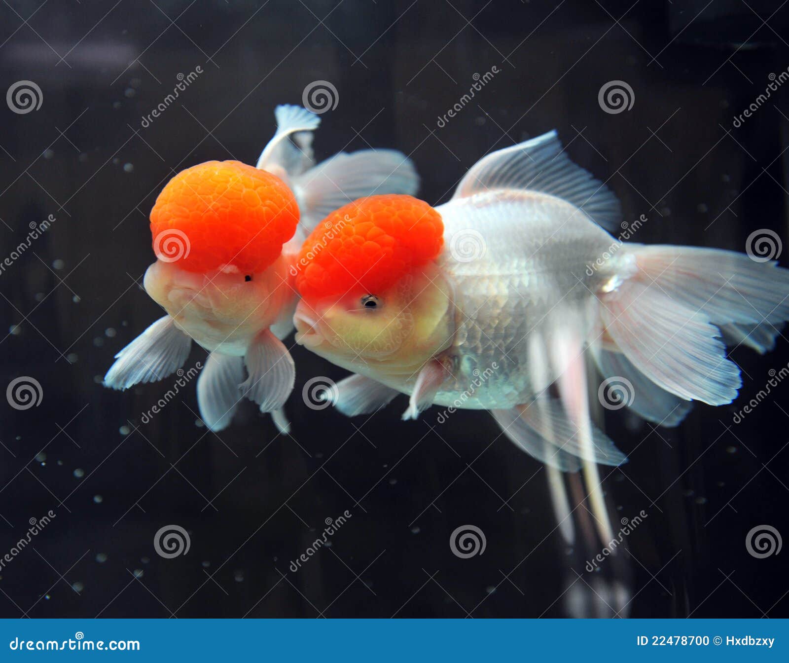 Red Cap Oranda Fish Stock Photos - Free & Royalty-Free Stock Photos from  Dreamstime