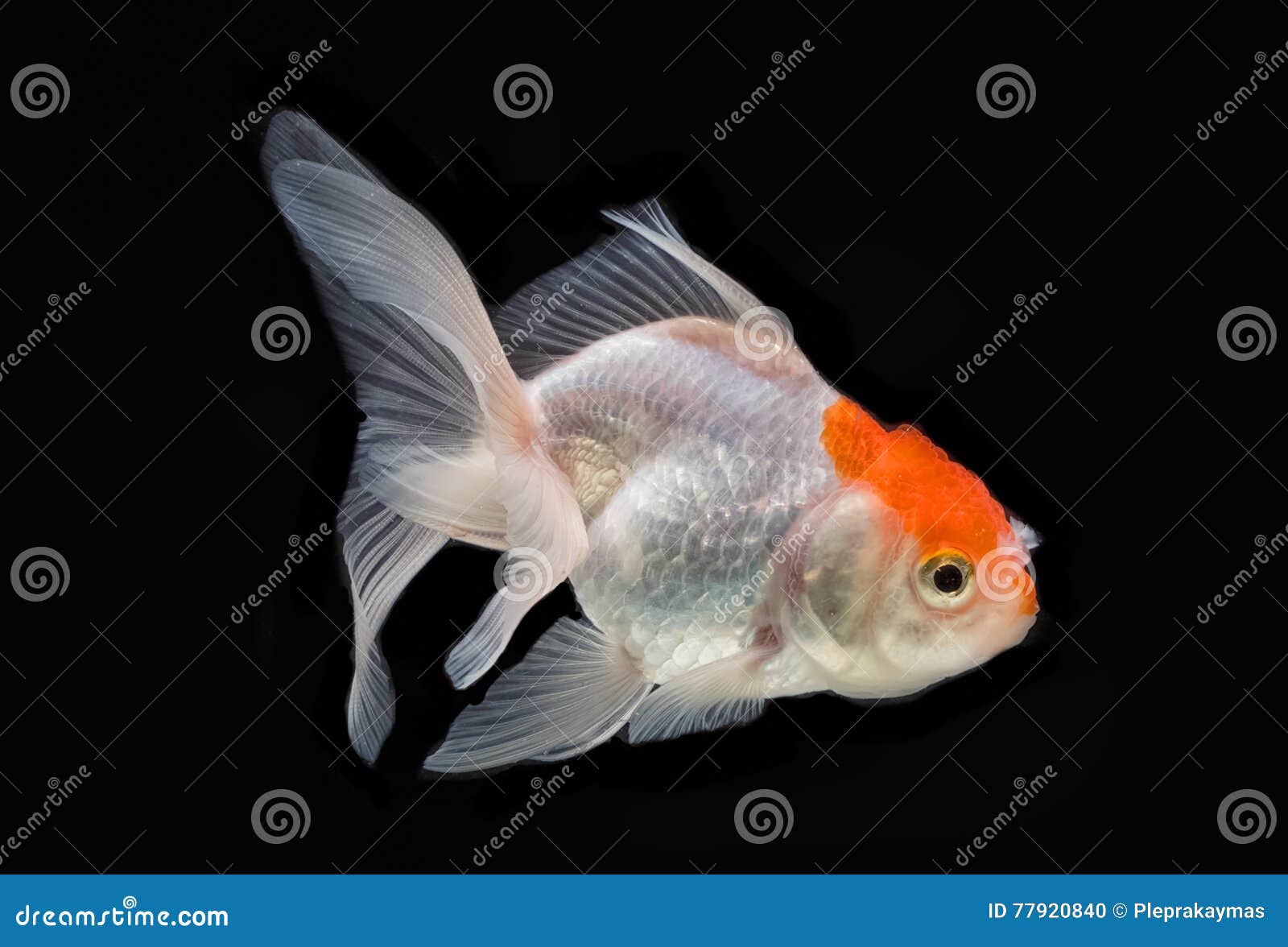Red Cap Oranda Goldfish Isolated Stock Photo Image of fishtank