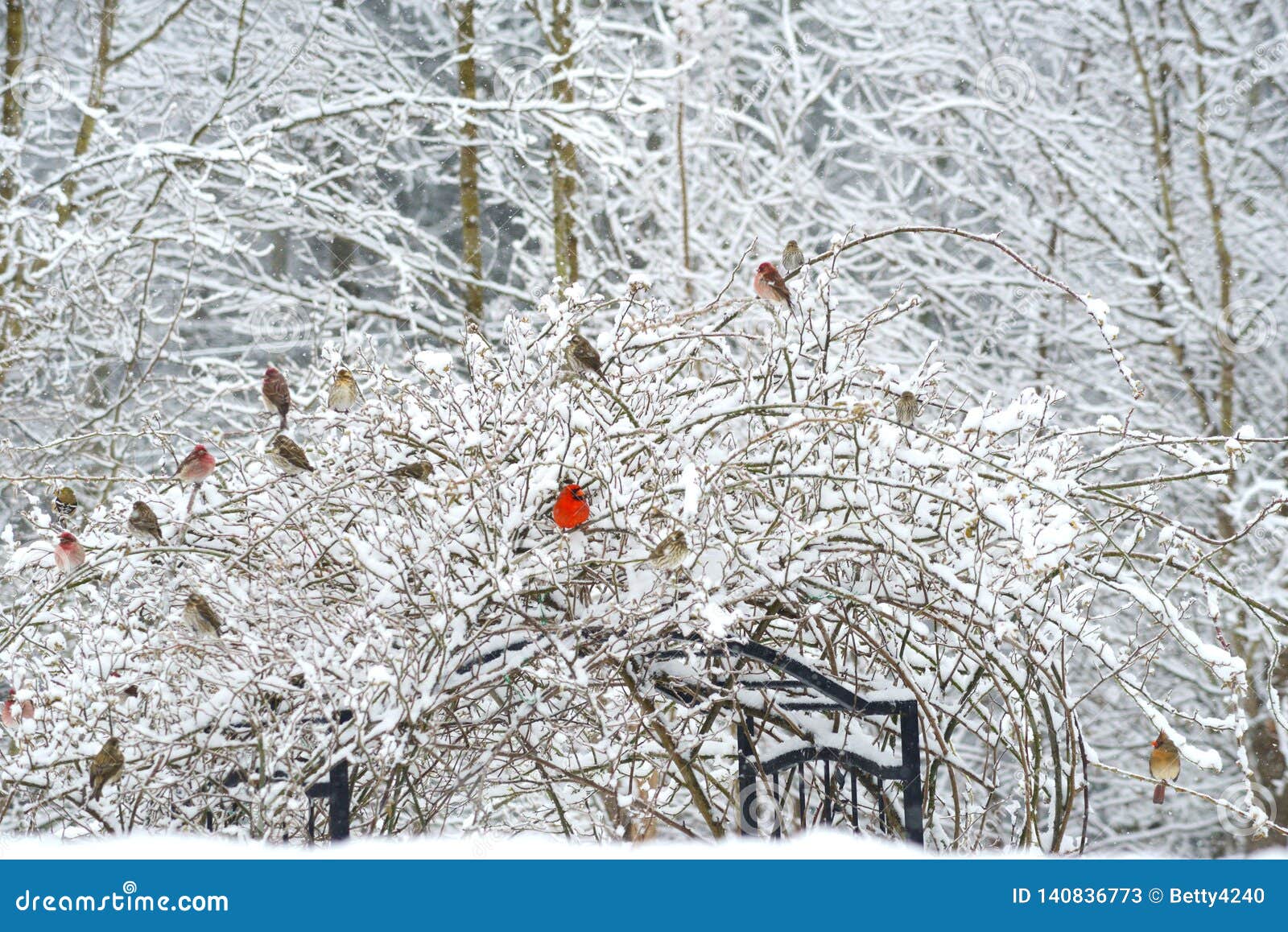 a red cardinals sit in a snowy with other songbirds.