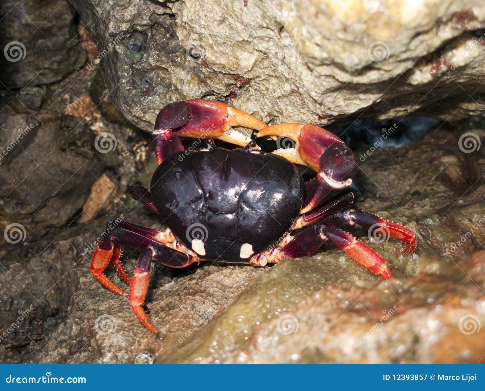 Crabs crawl in Cuba 