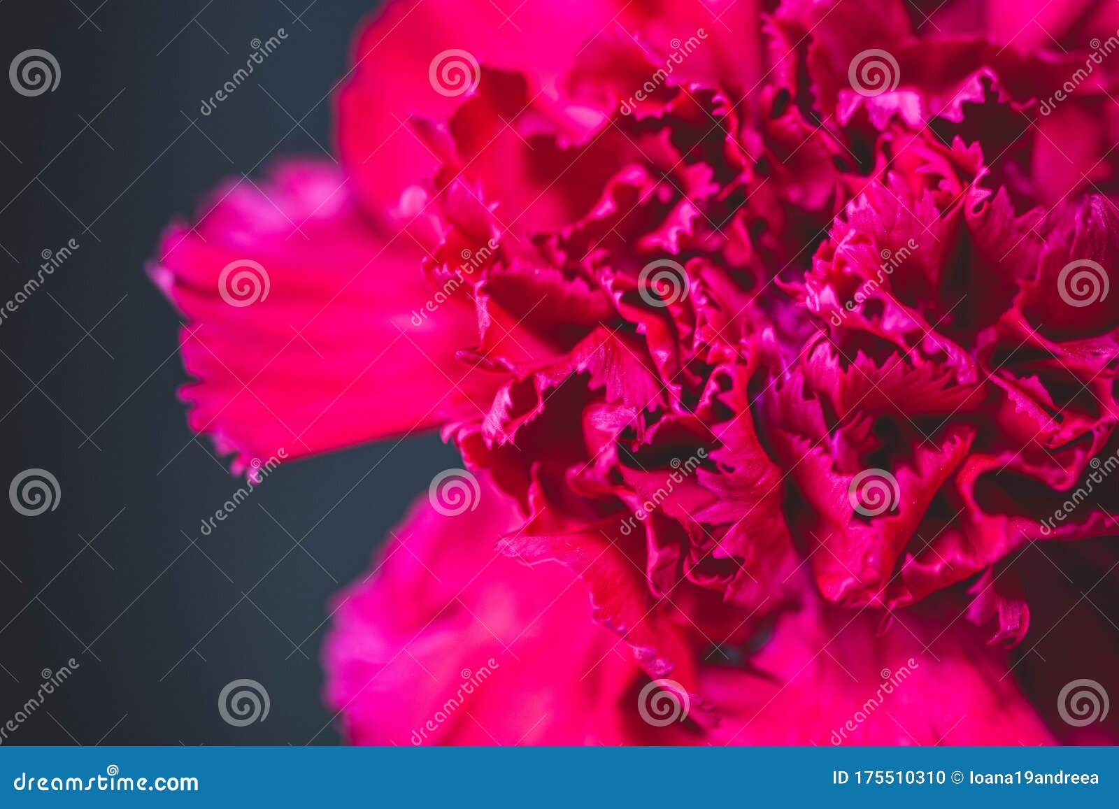 Red Carnation Flower in Bloom Stock Photo Image of colorful, beauty