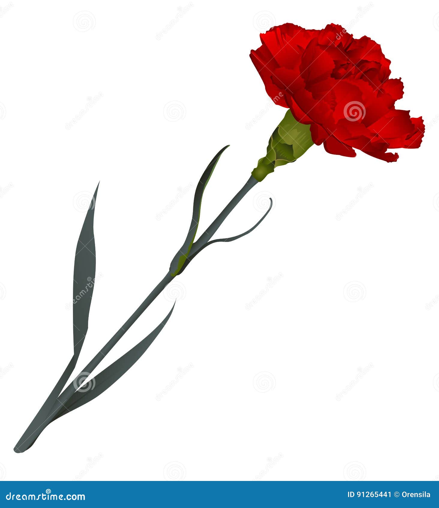 Carnation Cartoons, Illustrations & Vector Stock Images 10681