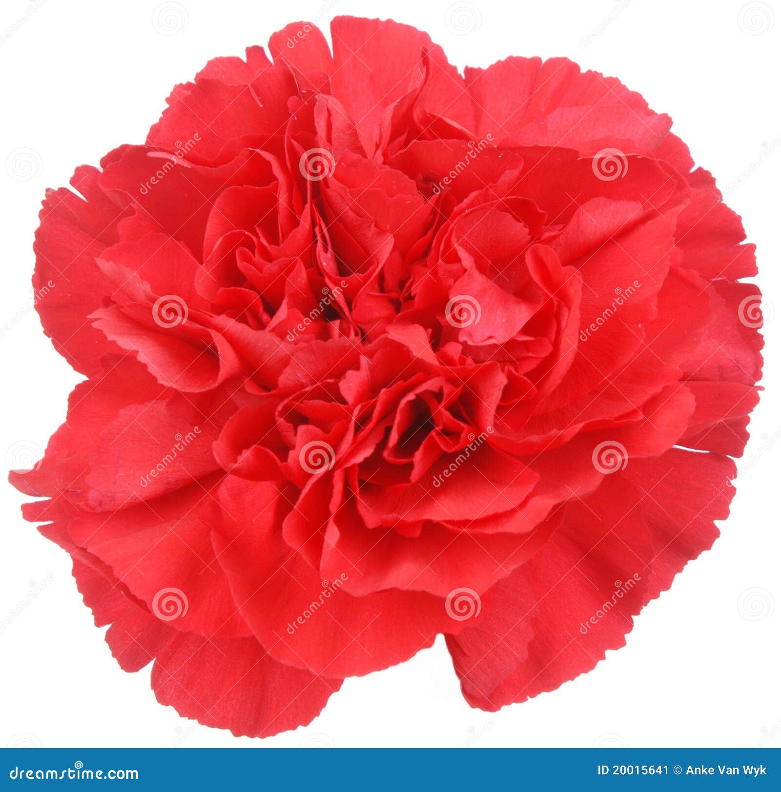 Red Carnation Flower on White Stock Image Image of single, flower