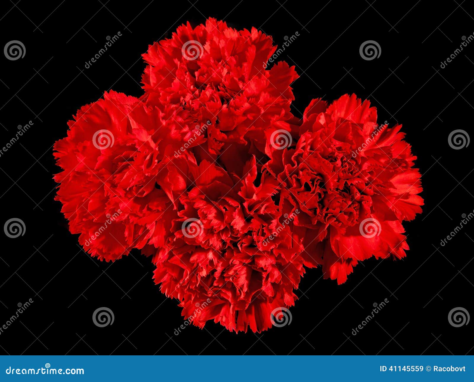 red carnation flowers, Stock image