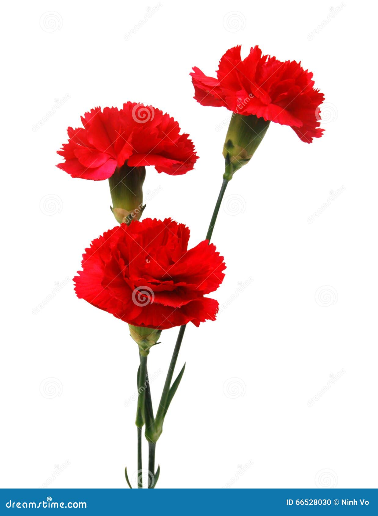 Red carnation flowers stock photo. Image of white, plant - 66528030