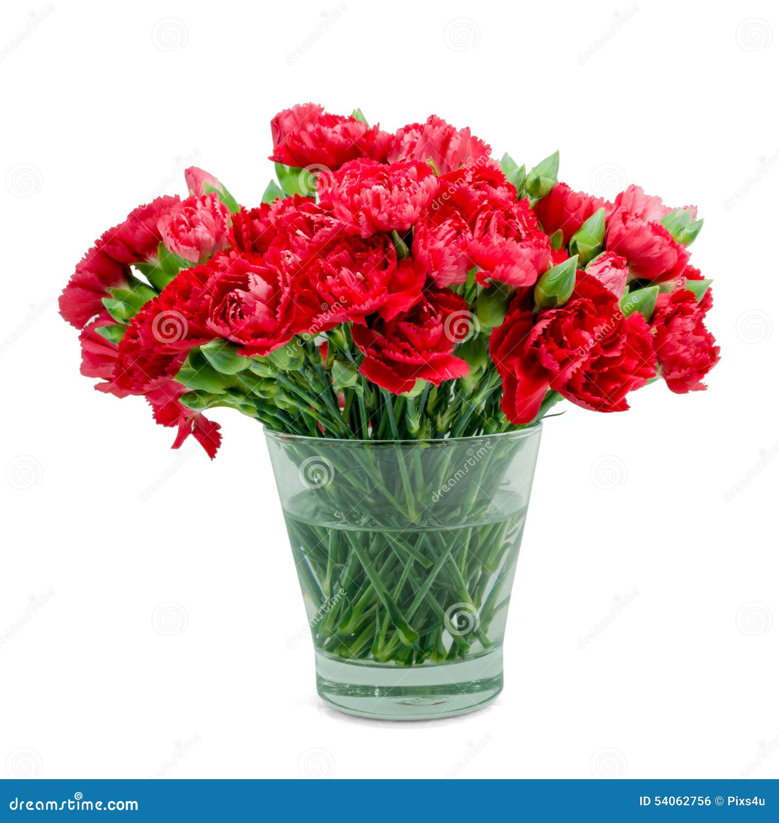Red Carnation in Glass Vase Stock Photo Image of carnation, plant