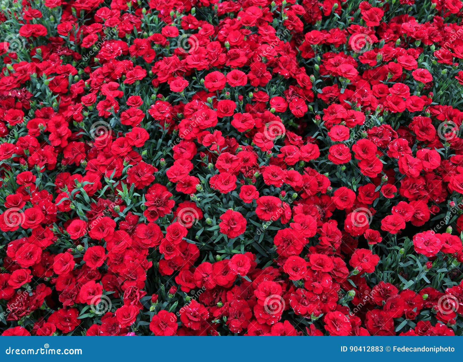 Red Carnations Bloom in Spring in the Greenhouse Stock Image Image of