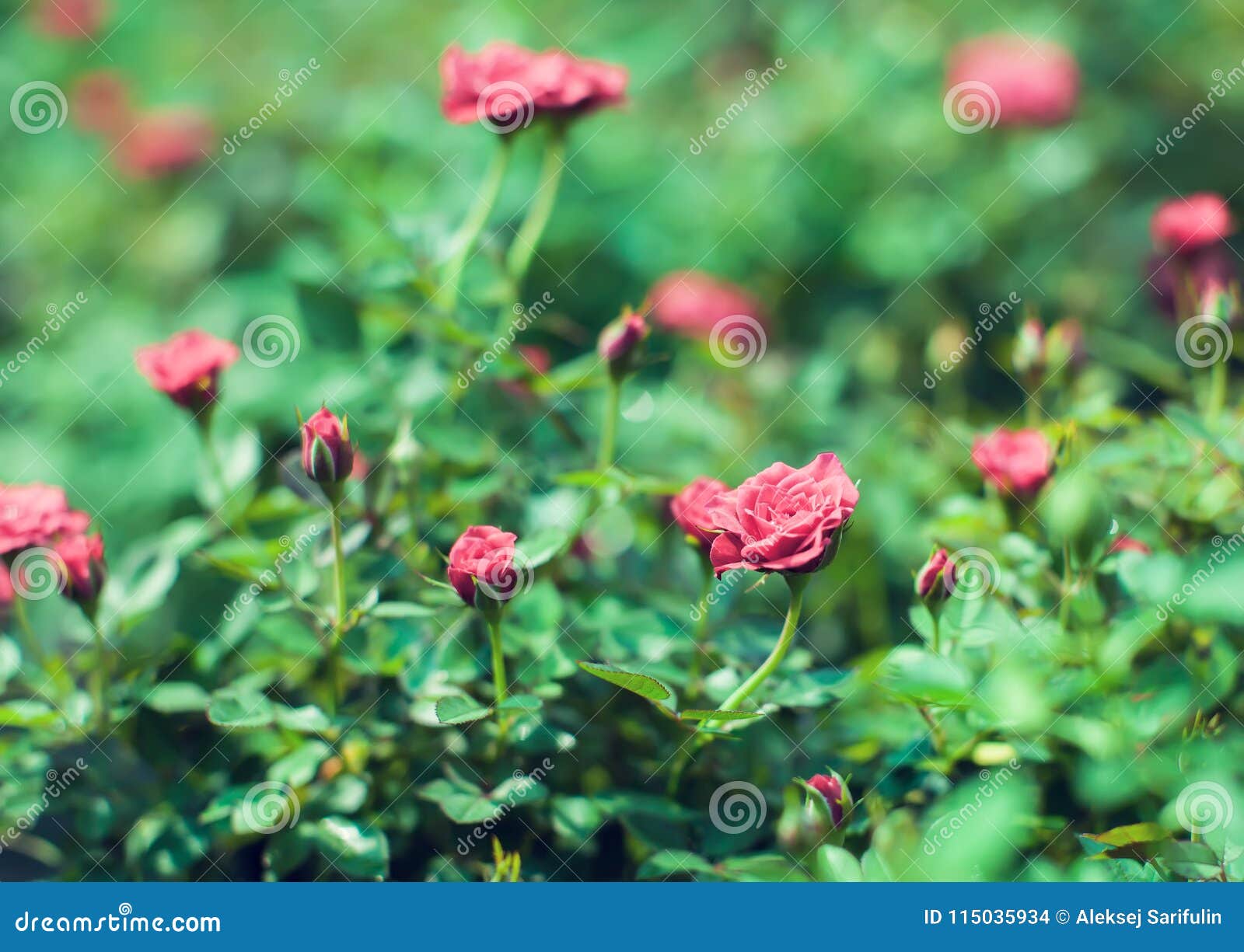 Red Cascade Miniature Rose Bred of Red Mini Roses Stock Photo Image of summer, floral 115035934