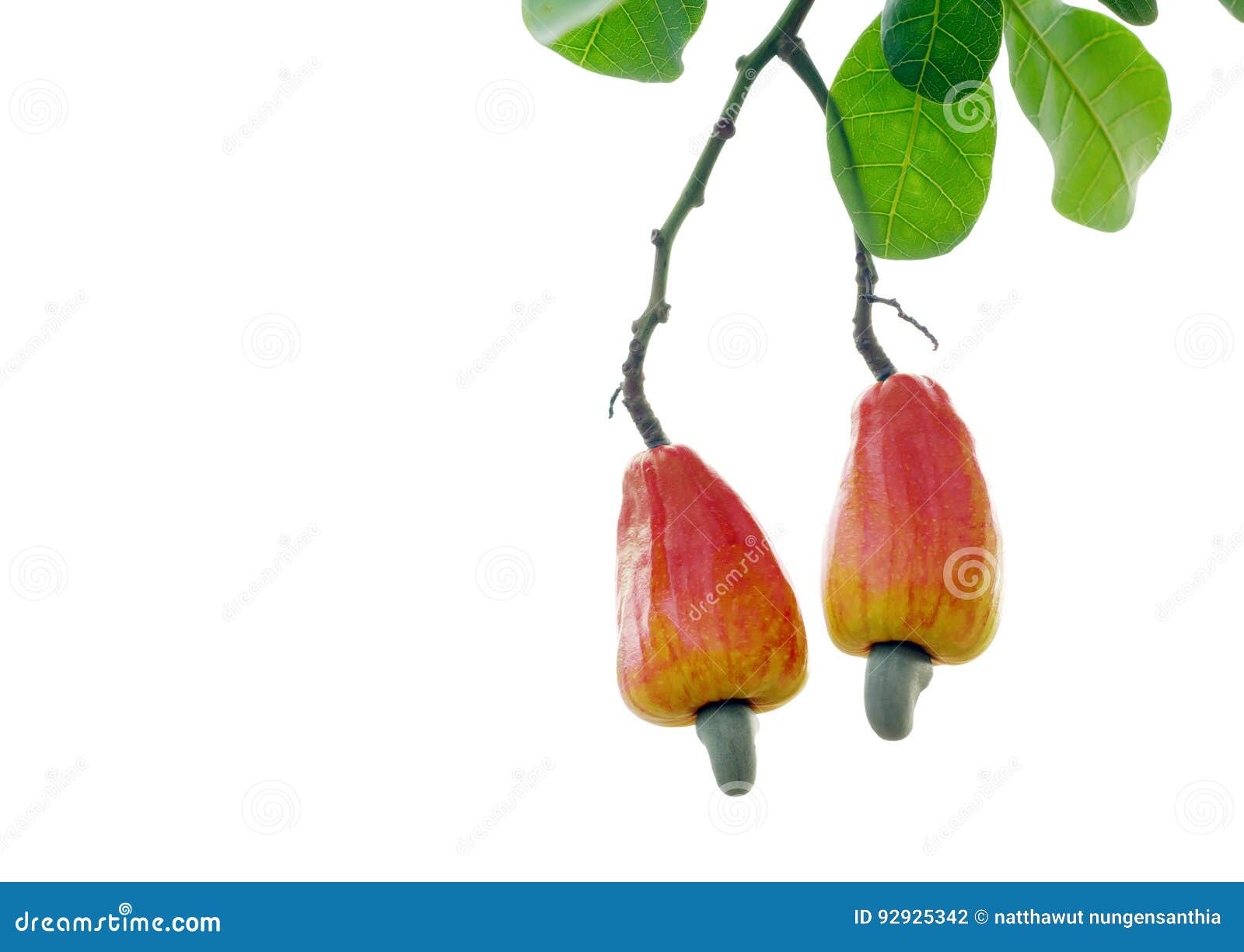 Red Cashew Fruit on the Tree Stock Photo Image of plant, feni 92925342