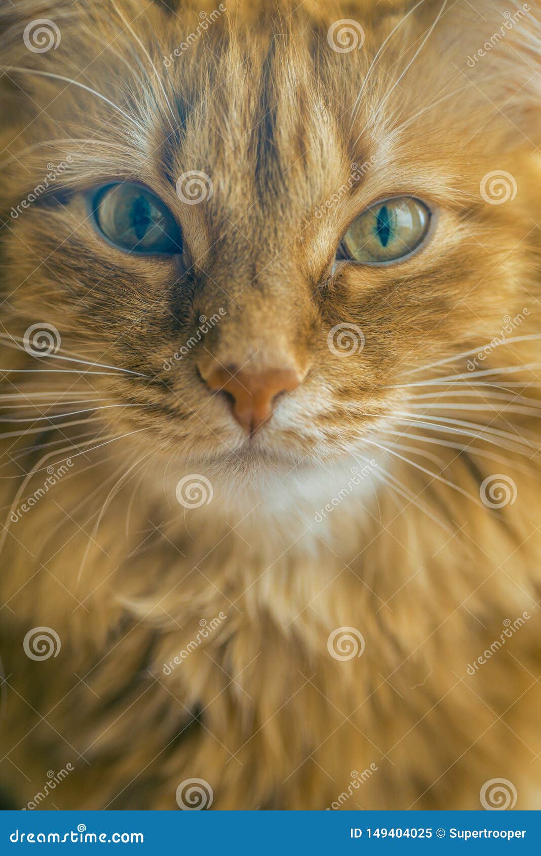 Red Cat Closeup stock image. Image of hunter, male, eyes - 149404025