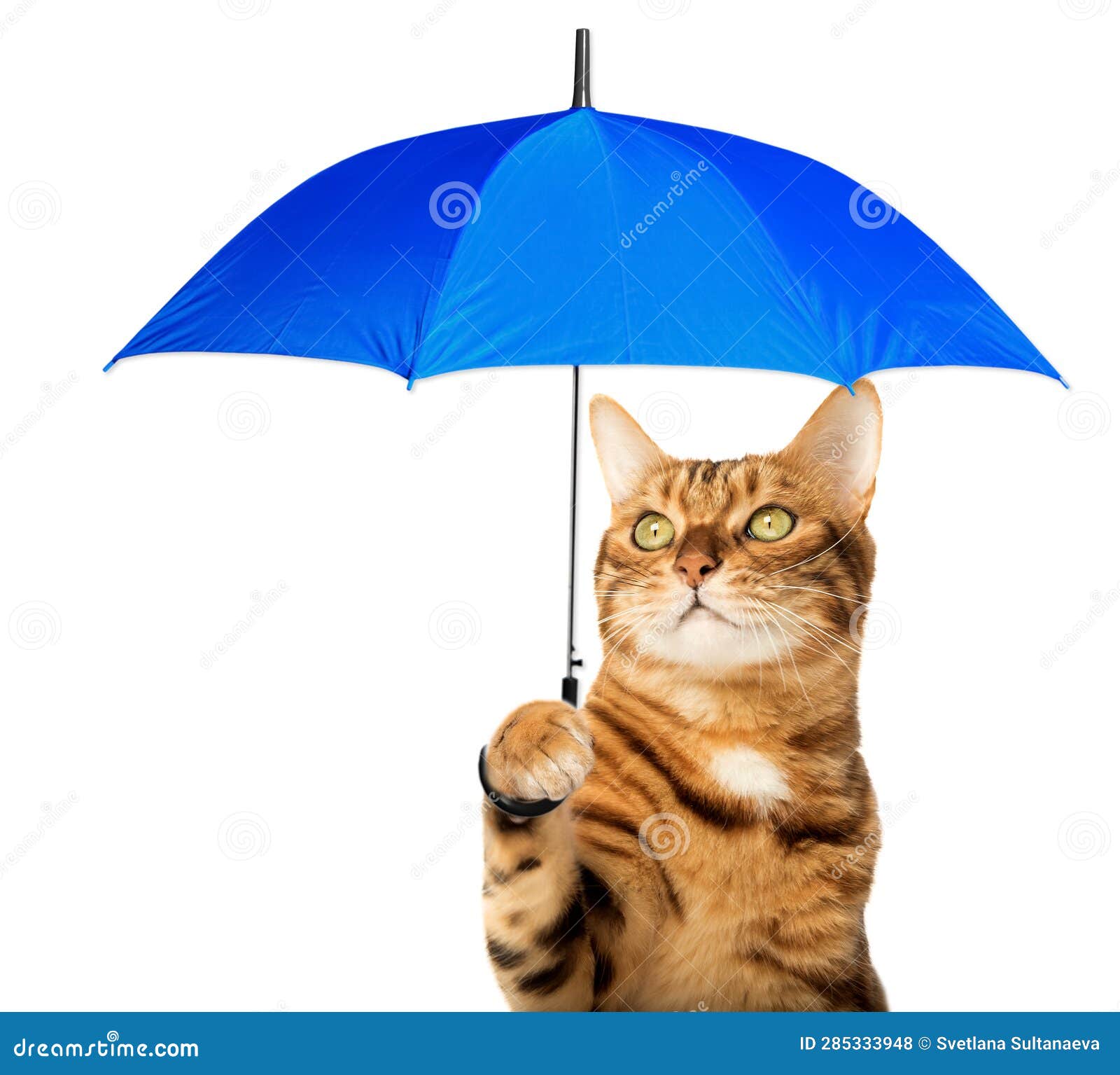 Cat Umbrella Cartoon Stock Photos Free & RoyaltyFree Stock Photos