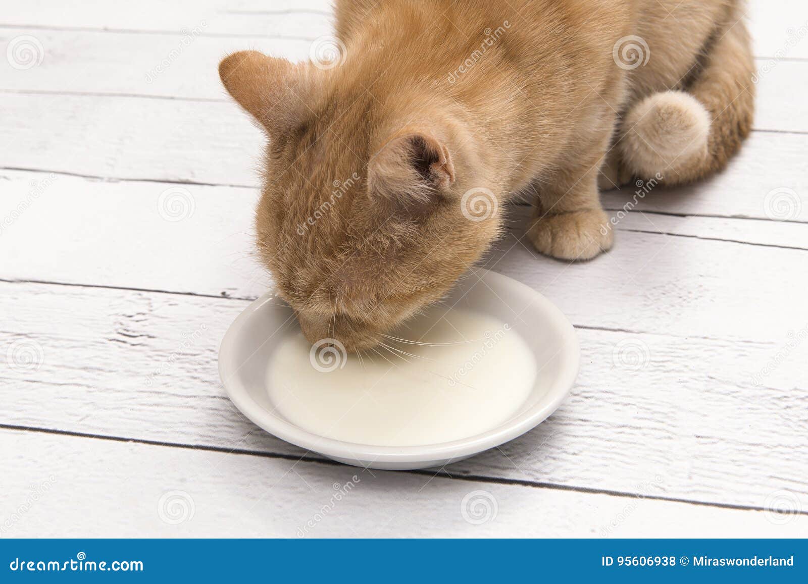 Red Cat Drinking Milk from a Saucer on a White Floor Stock Photo