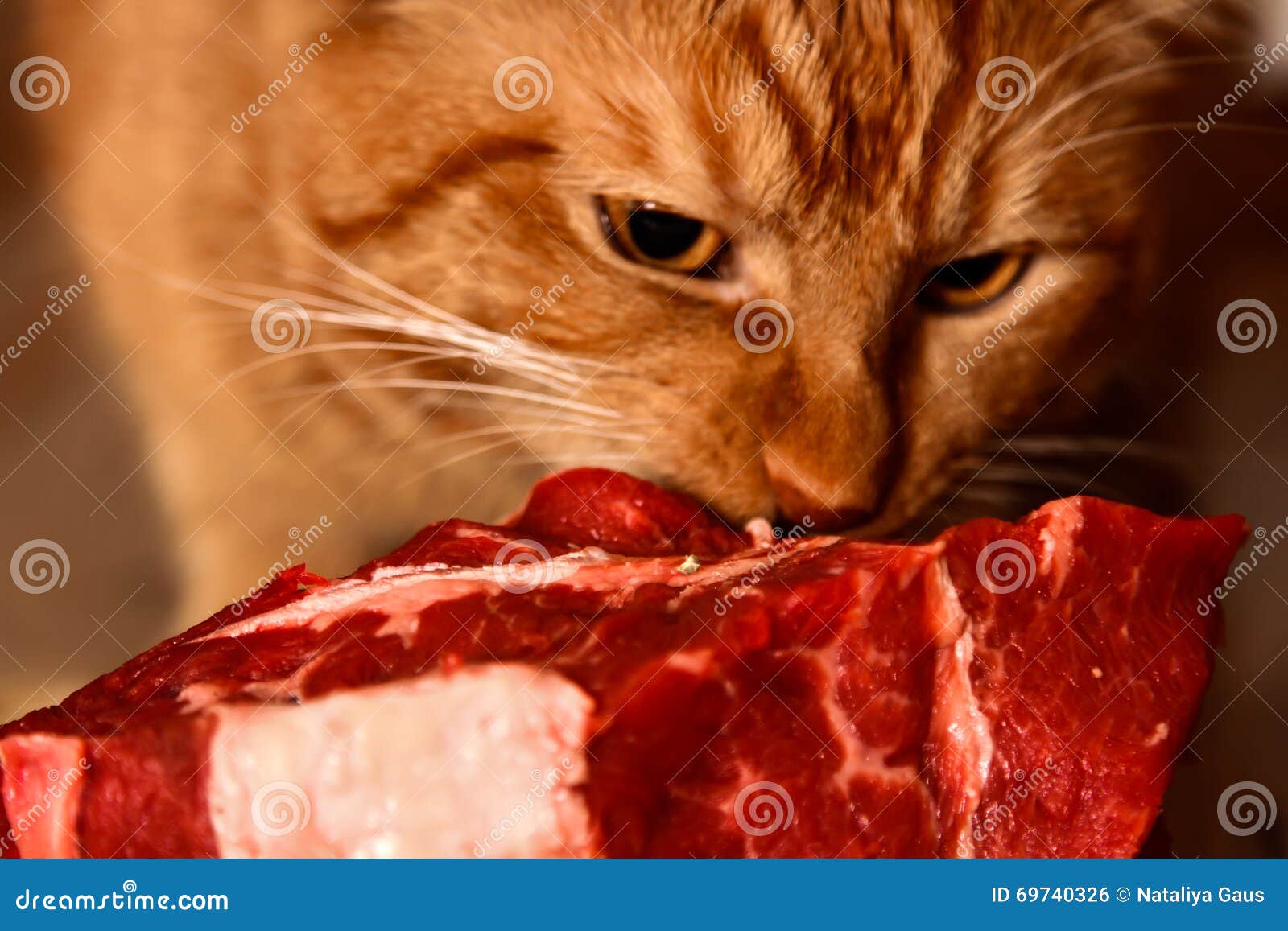 cat eating steak