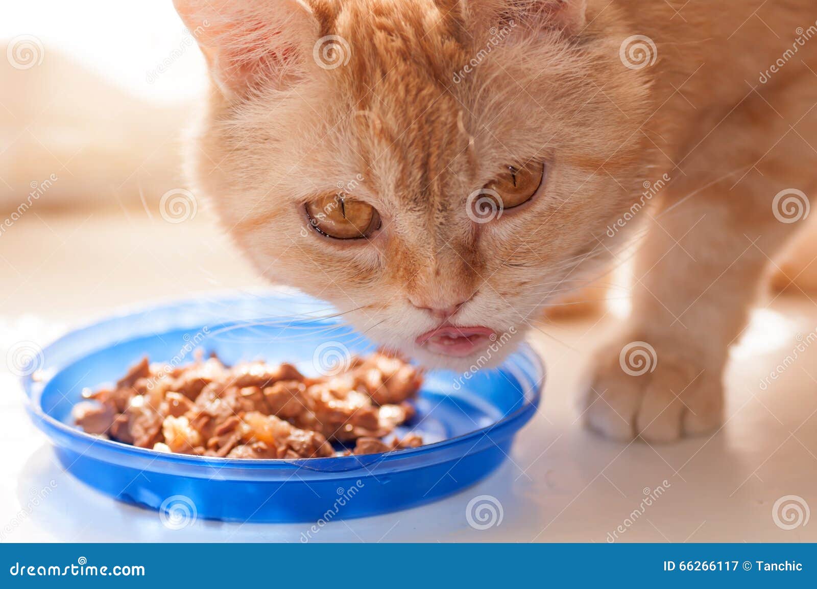 Red cat eats food stock image. Image of kitten, color 66266117