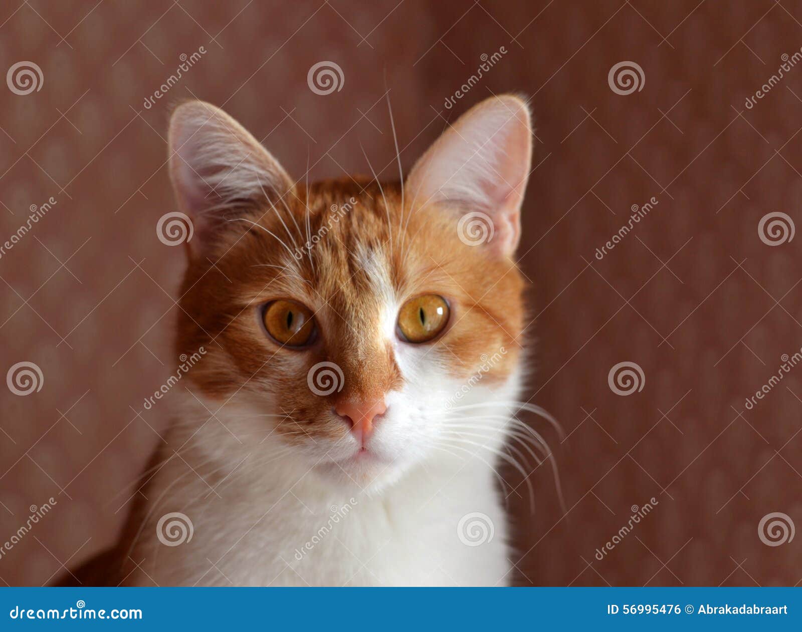  Red  Cat  Face In The Interior  Stock Photo Image 56995476