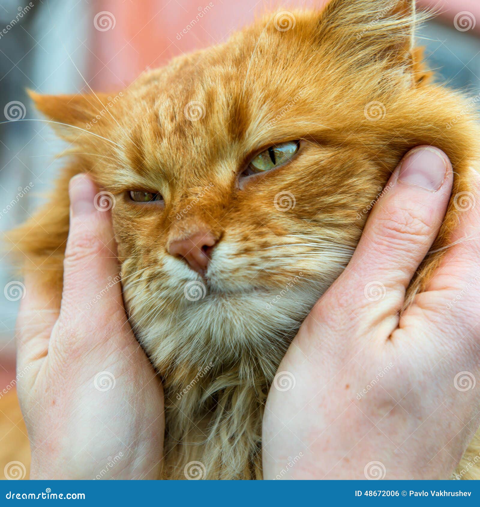 Red cat with green eyes stock photo. Image of hair, kitten - 48672006
