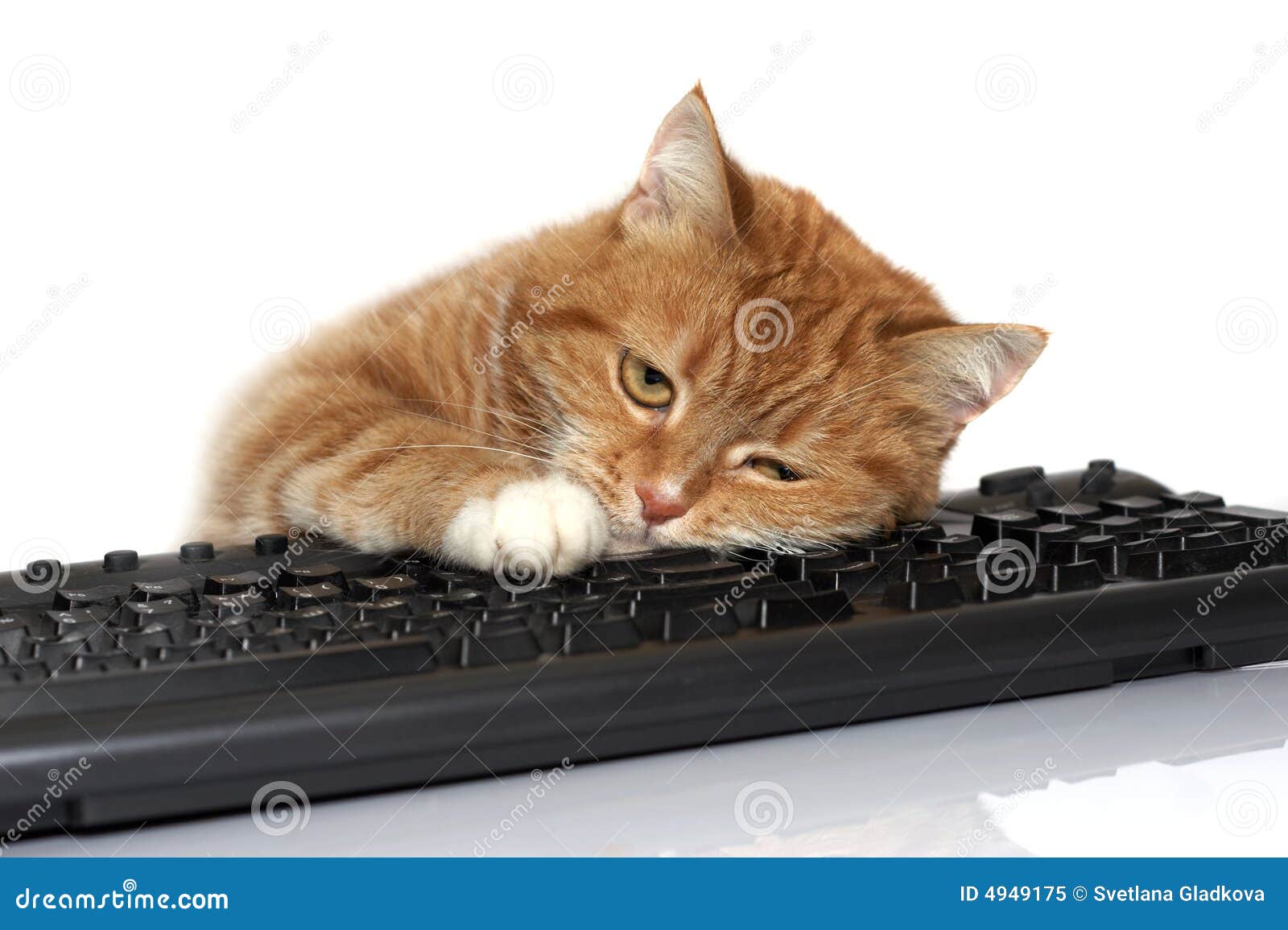 red cat lays on the keyboard