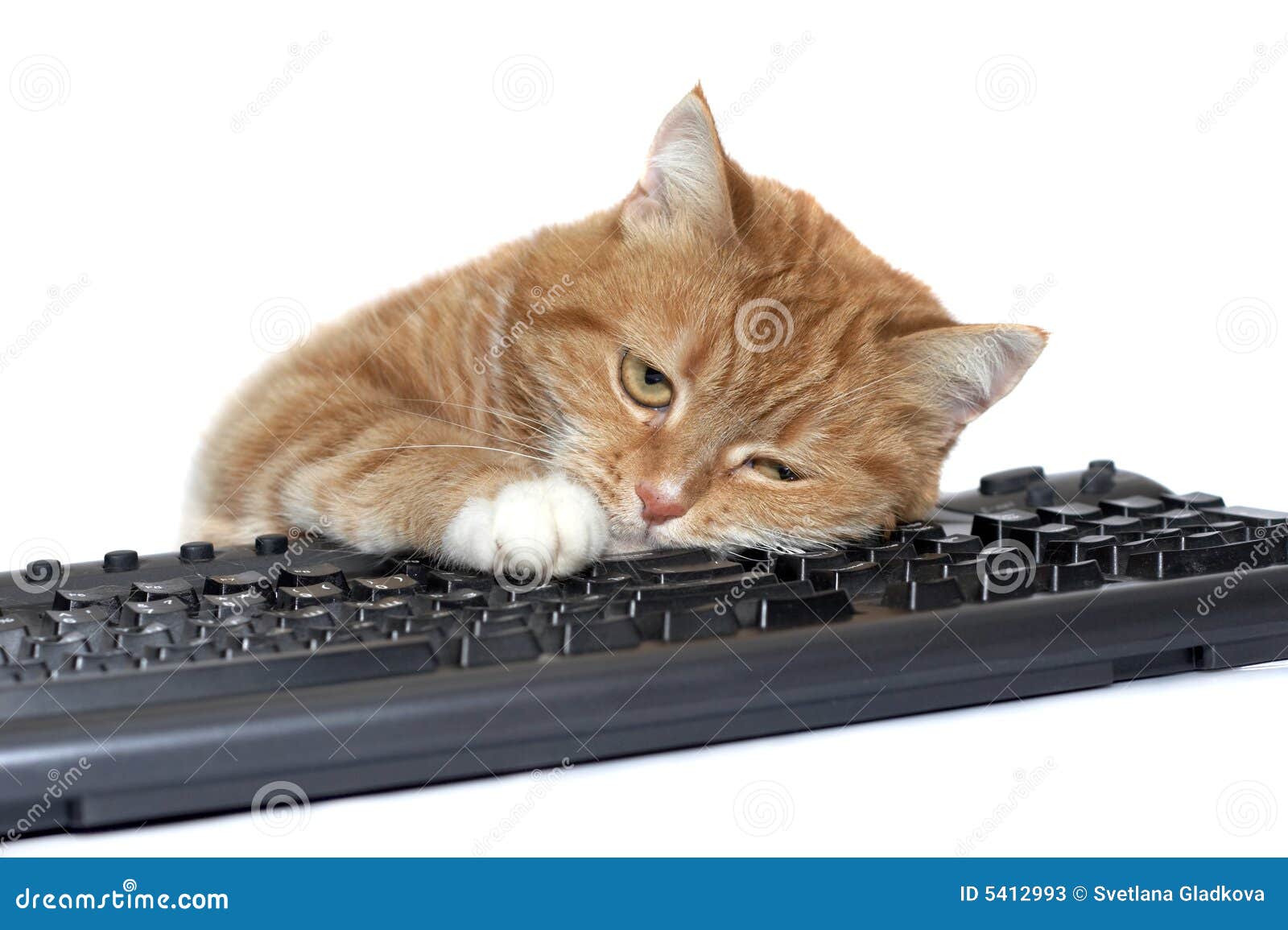 red cat lays on the keyboard