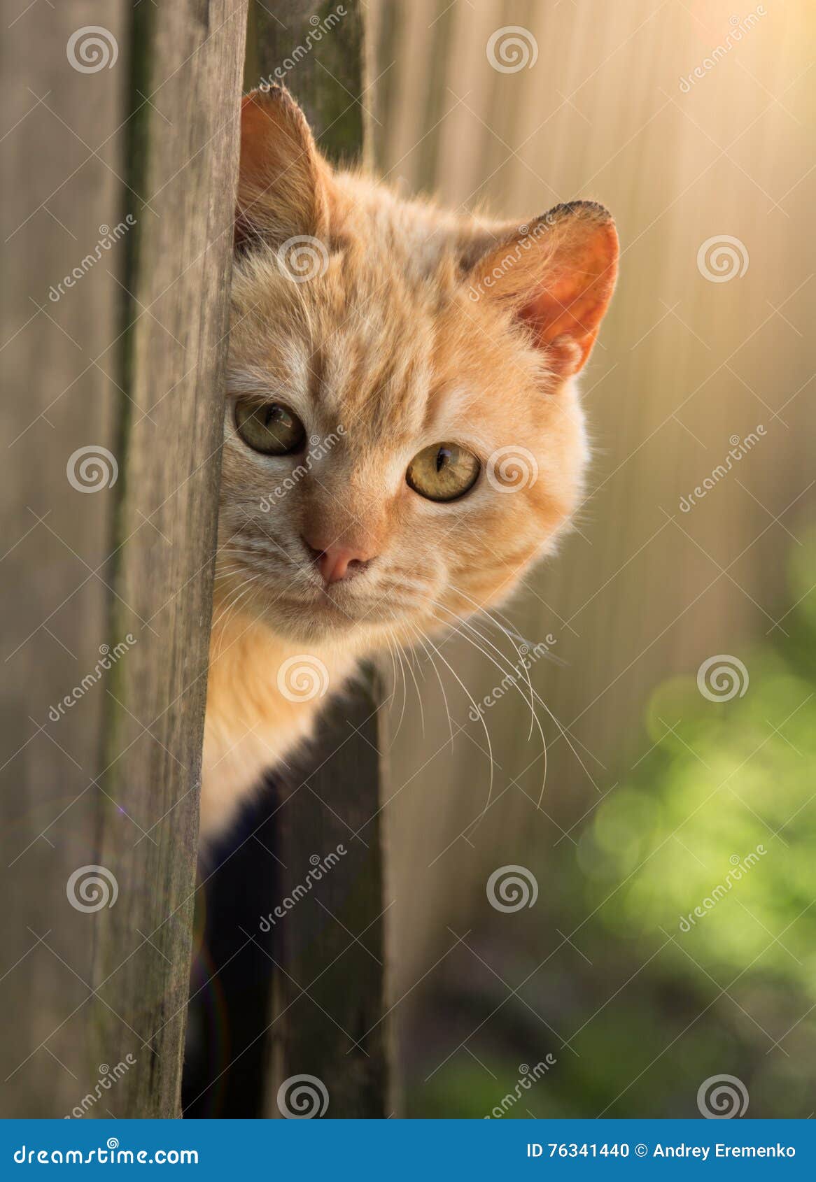 Et en minou, il ressemble à quoi, à ton perso ?  Red-cat-looks-out-behind-fence-summer-sun-photo-pet-beautiful-yellow-eyes-76341440