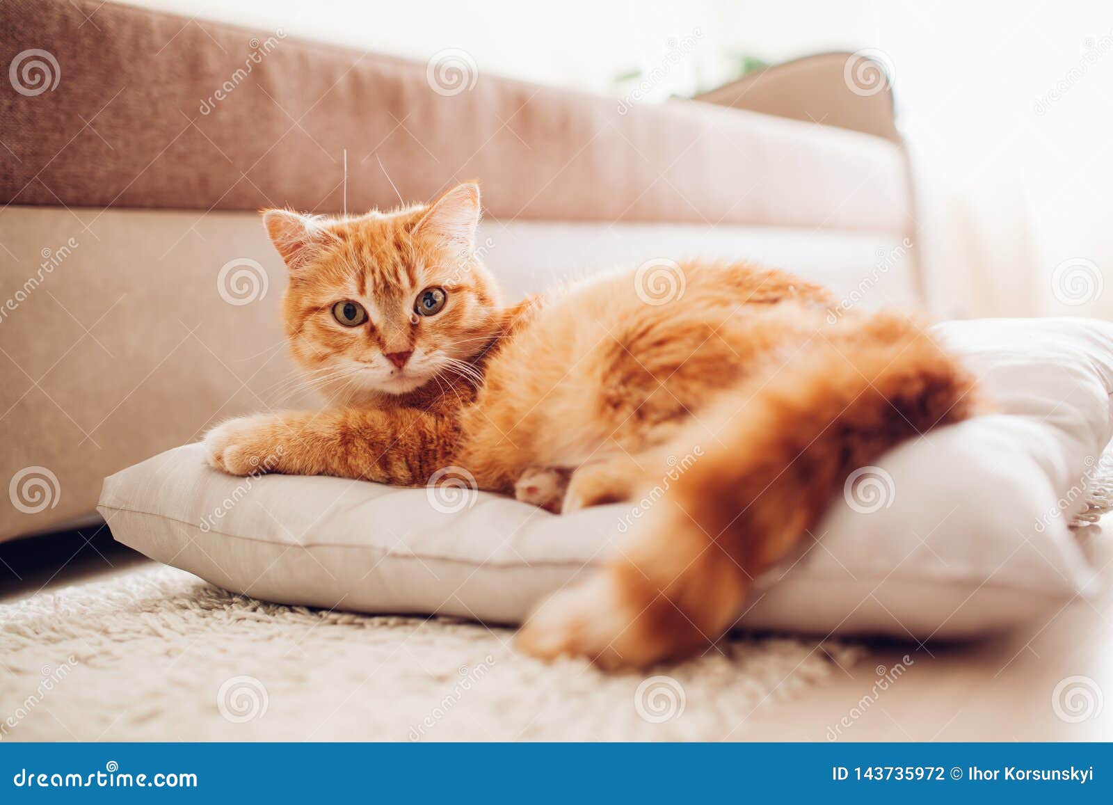 Red Cat Lying on the Pillow at Home Stock Photo Image of enjoy
