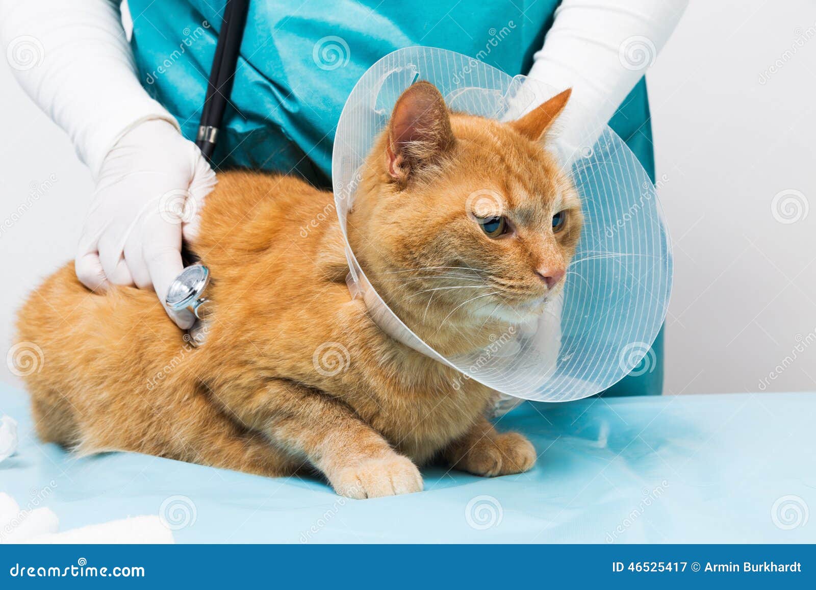 Red cat with neck brace stock image. Image of katzen 46525417