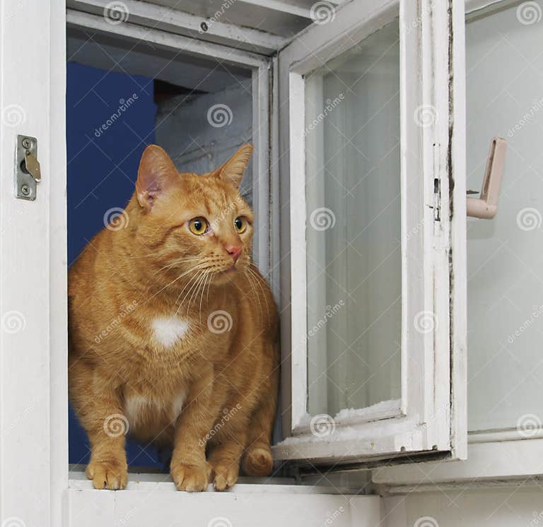Red cat at an open window stock photo. Image of independent 4798768