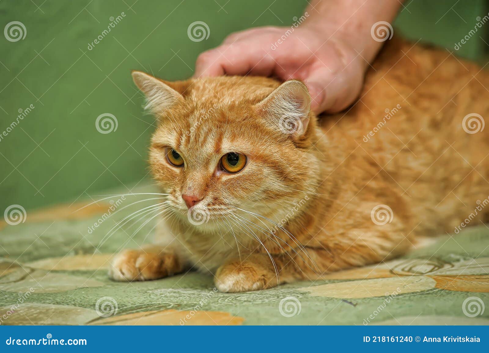 Red Cat with Orange Eyes Affectionate Stroking Stock Photo Image of girl, background 218161240