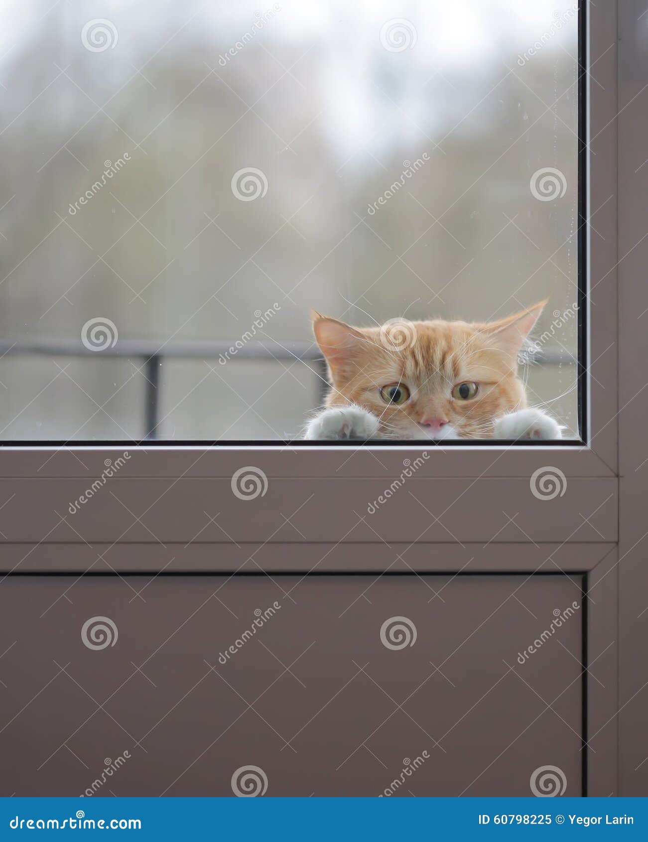 Cat outside door 2025