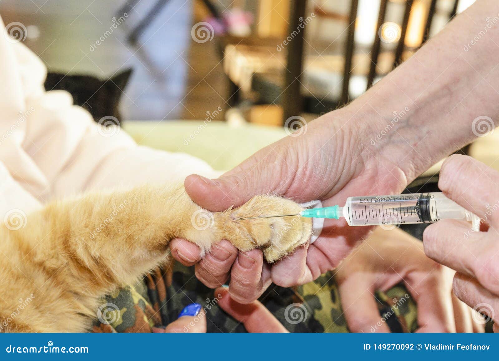 Cat With A Sick And Swollen Paw, The Concept Of Animal Treatment