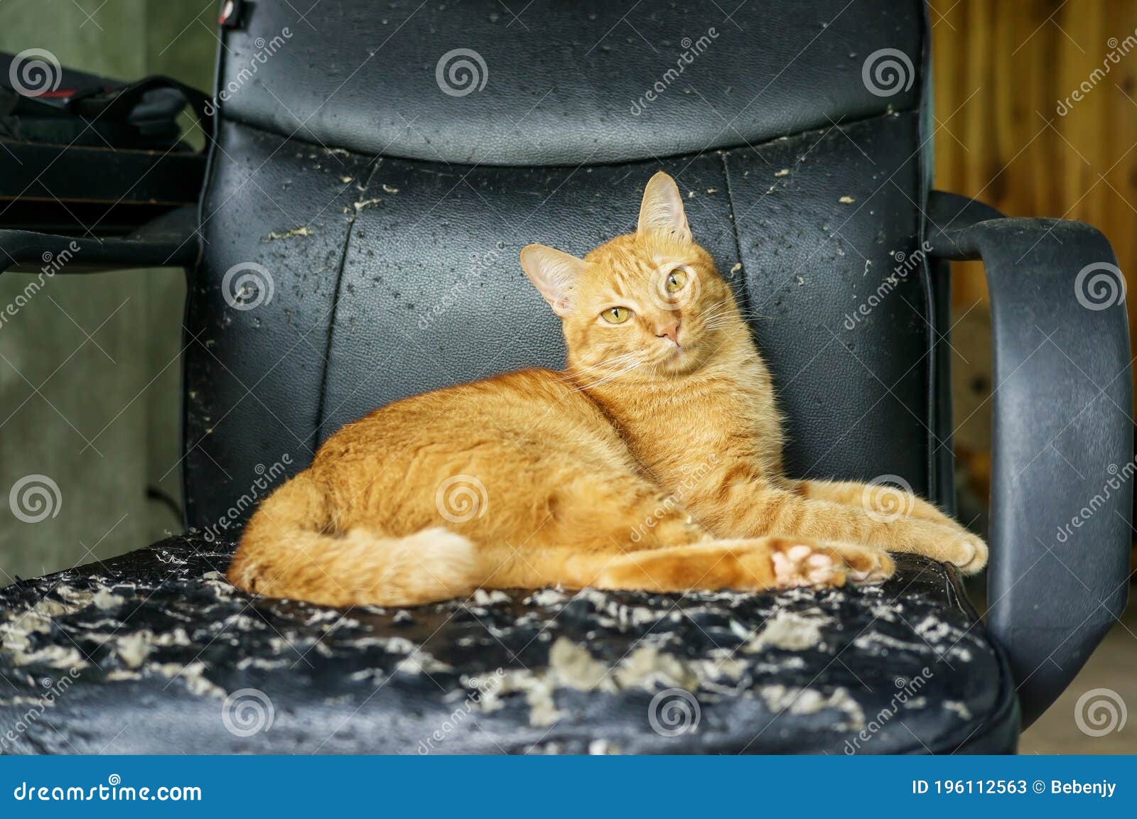 Red Cat Sitting on a Chair Was a Scratch from a Cat Stock Image Image
