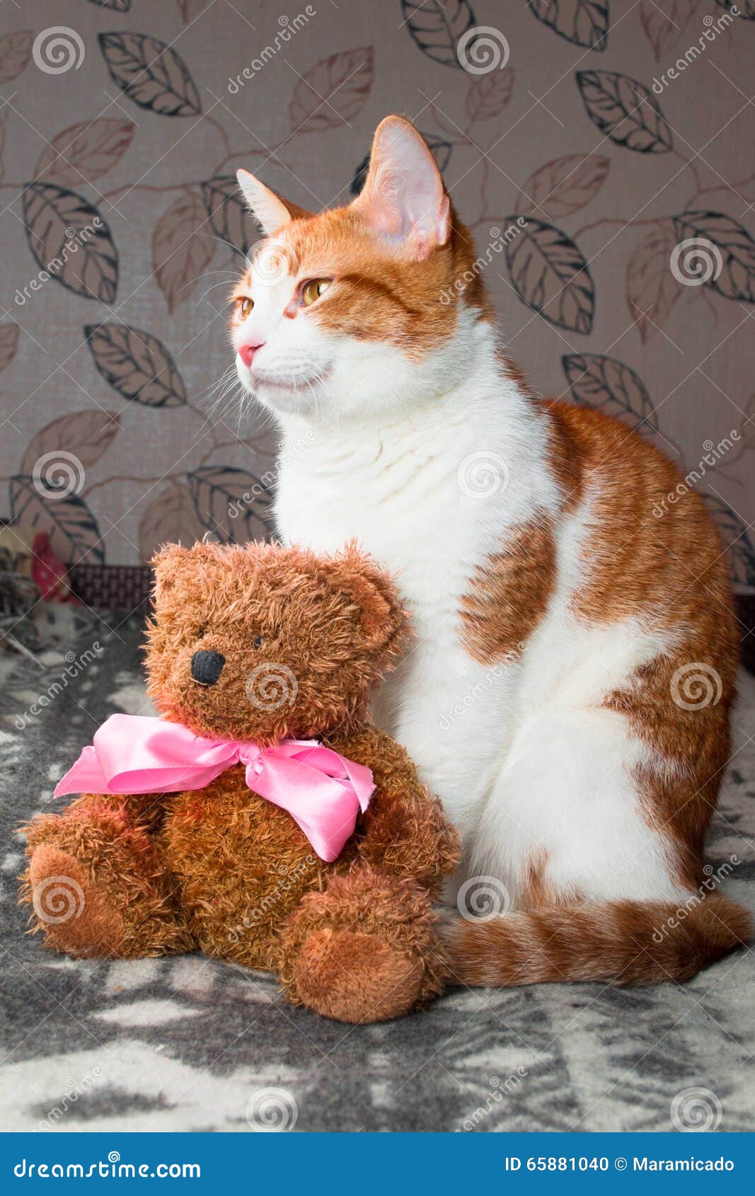 Red Cat Sitting Teddy Bear Stock Photos Download 86 Royalty Free Photos