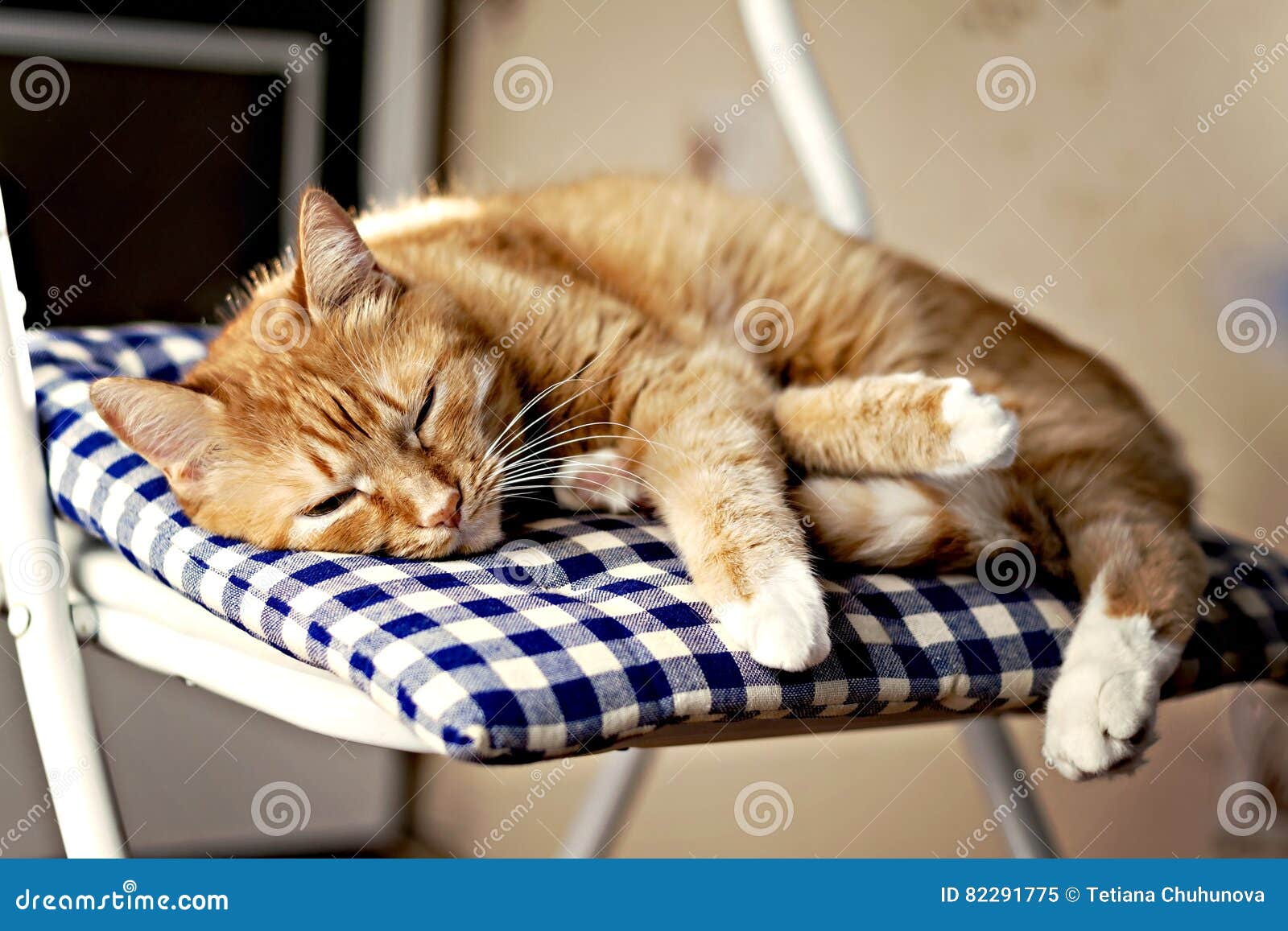 Red Cat is Sleeping on a Blue Pillow on a Chair in the Sunshine Stock