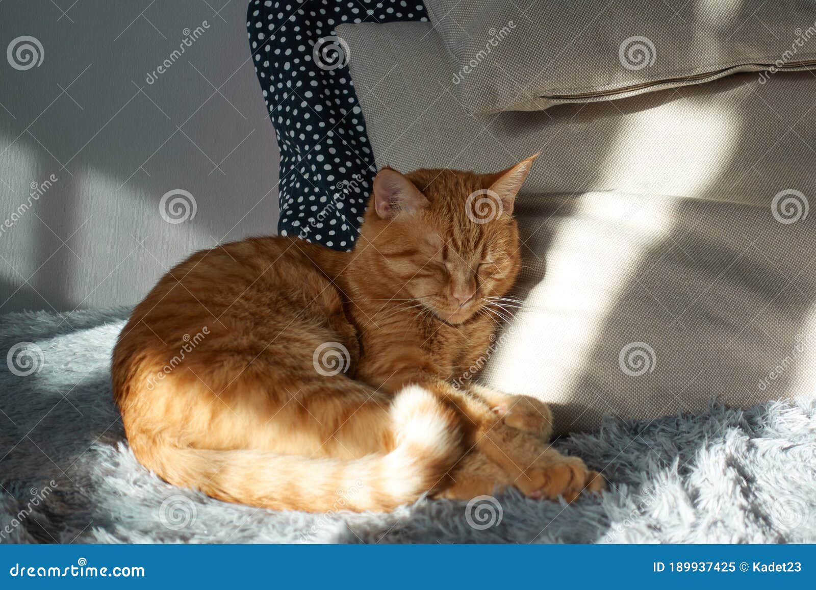 Red Cat Sleeping on Grey Bed and Pillows Stock Image - Image of color ...