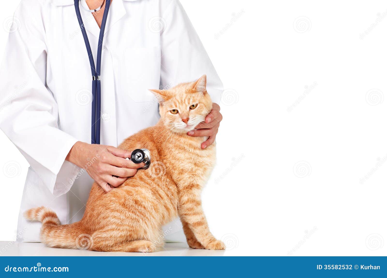 red cat with veterinarian doctor.