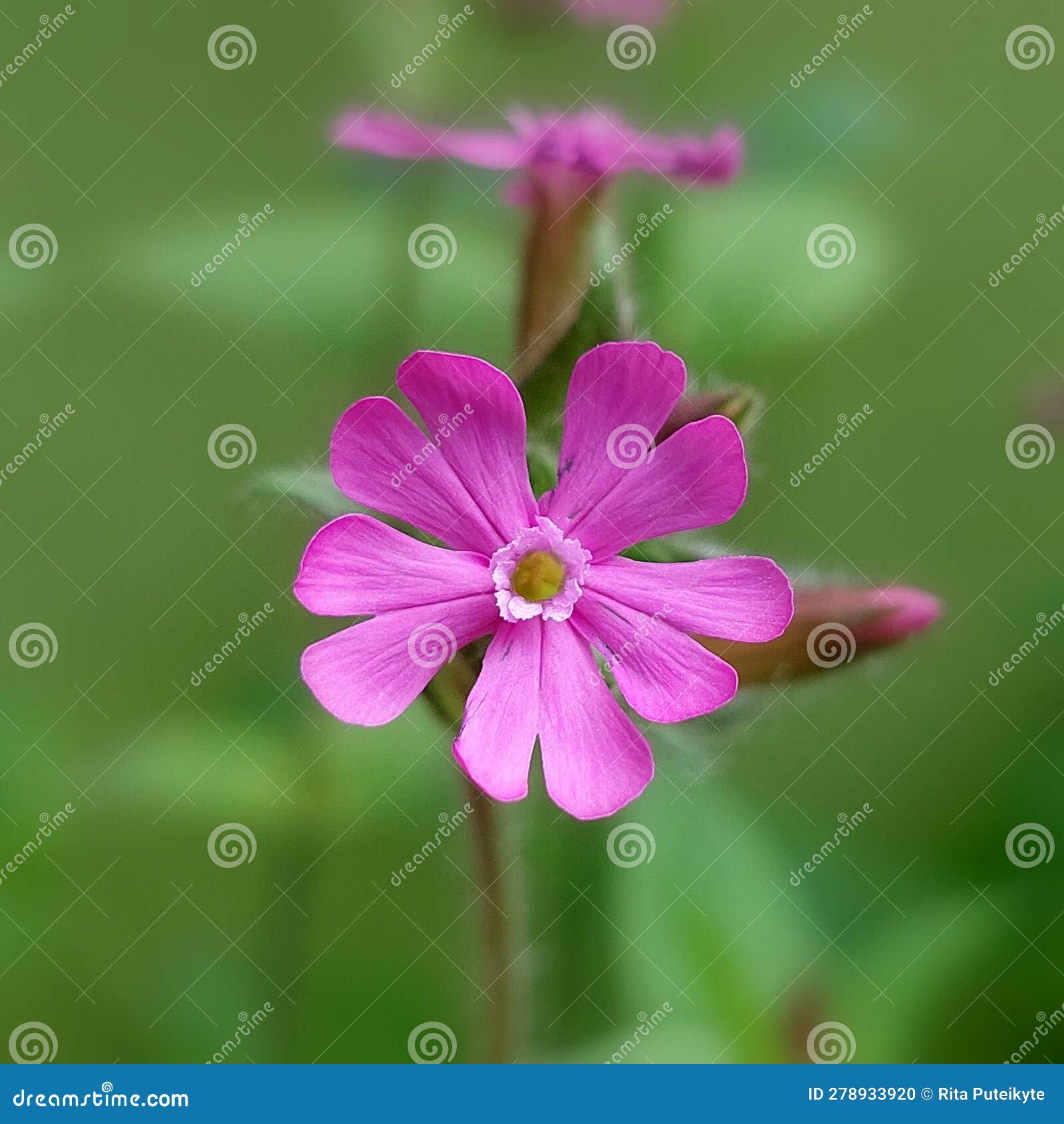 red catchfly (silene dioica)