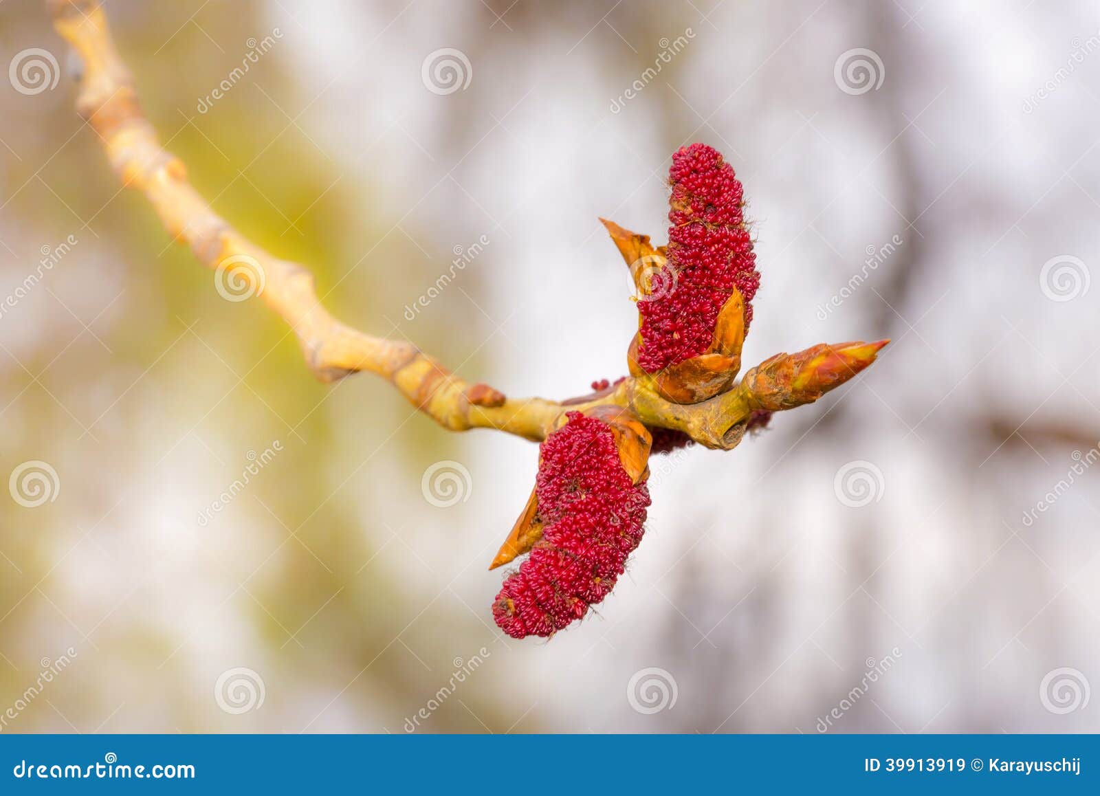 Red Catkins stock image. Image of botanic, macro, pollen 39913919