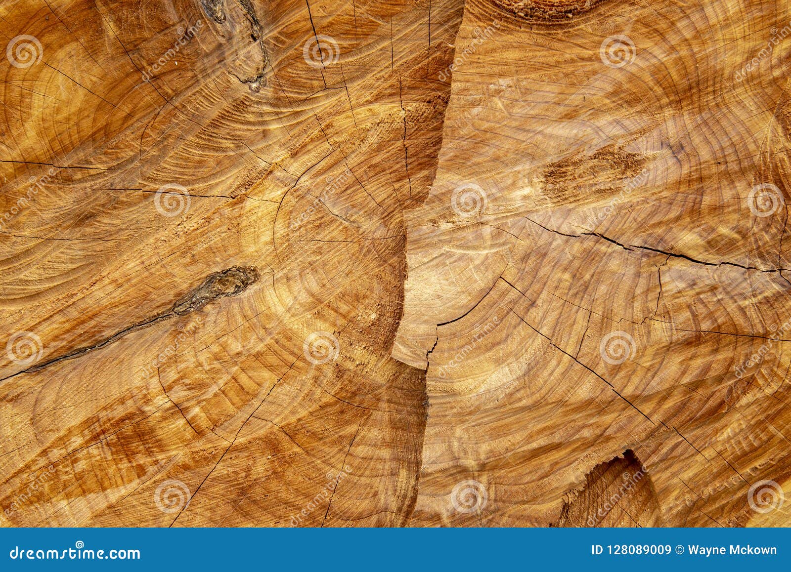 Red cedar stump background stock image. Image of cutting - 128089009