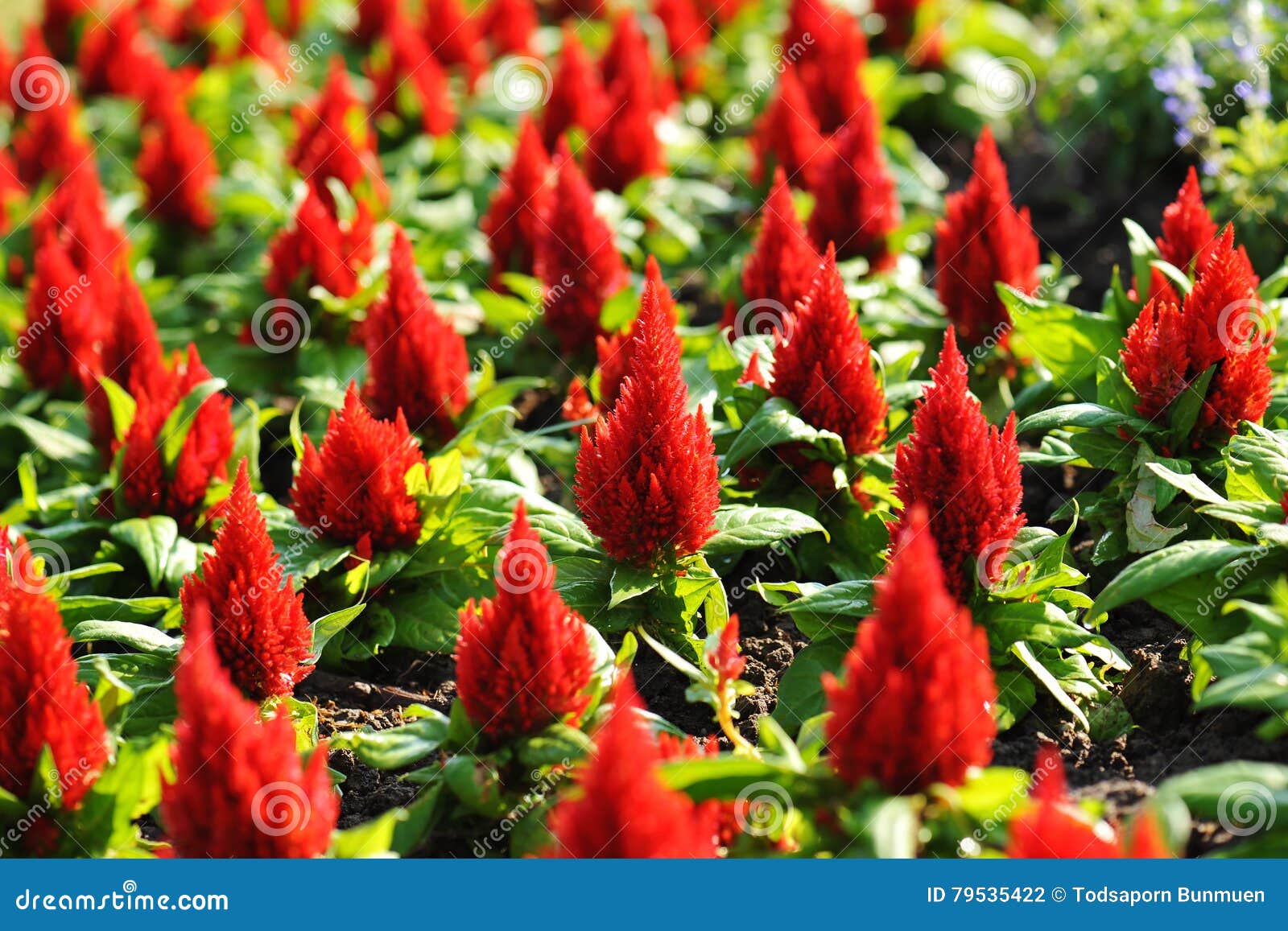Red Celosia Flower, Chinese Wool Flower Stock Photo Image of orange