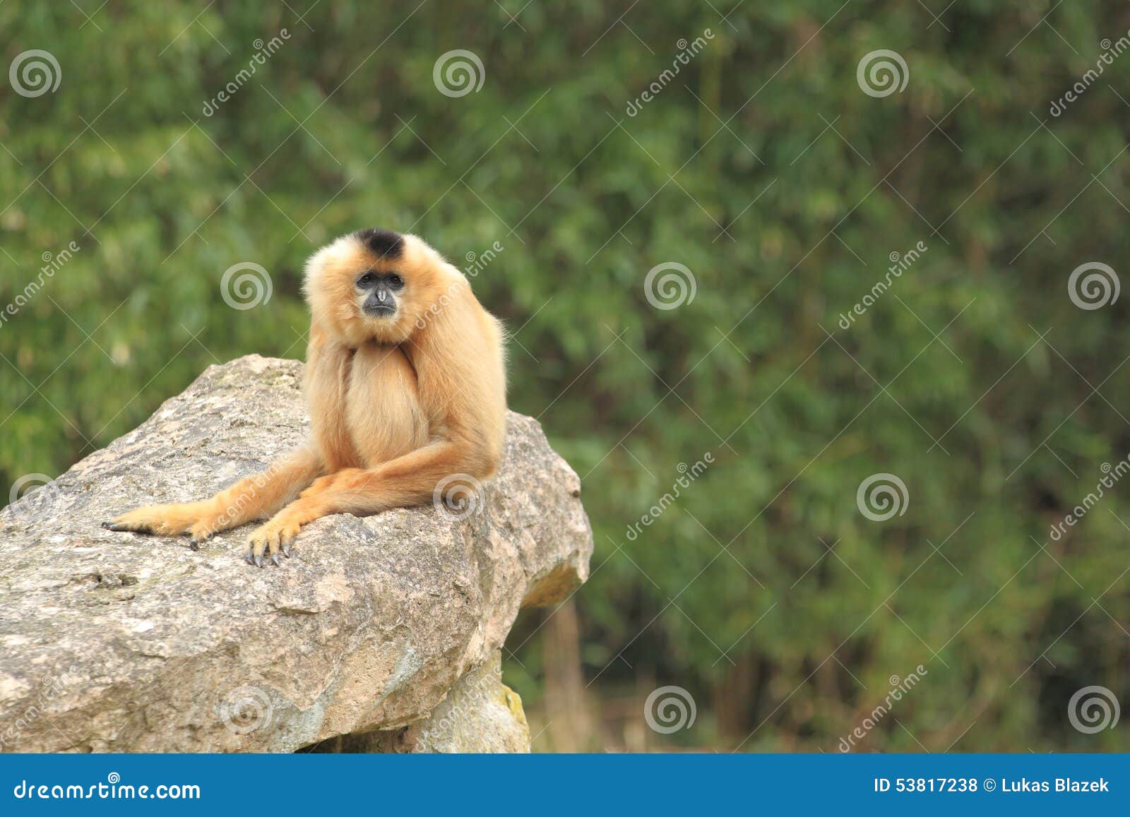 red-cheeked gibbon