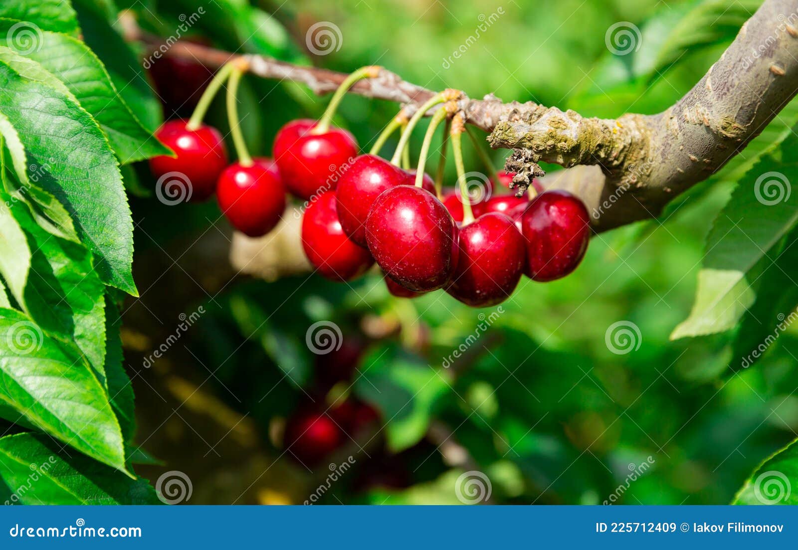 Red Cherries Growing on Cherry Tree Stock Image Image of cherry