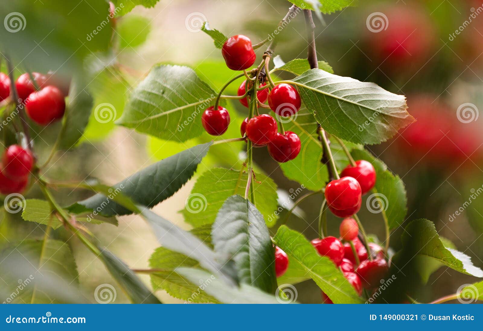 Red Cherries on Tree in Cherry Orchard Stock Image Image of harvest, sweet 149000321