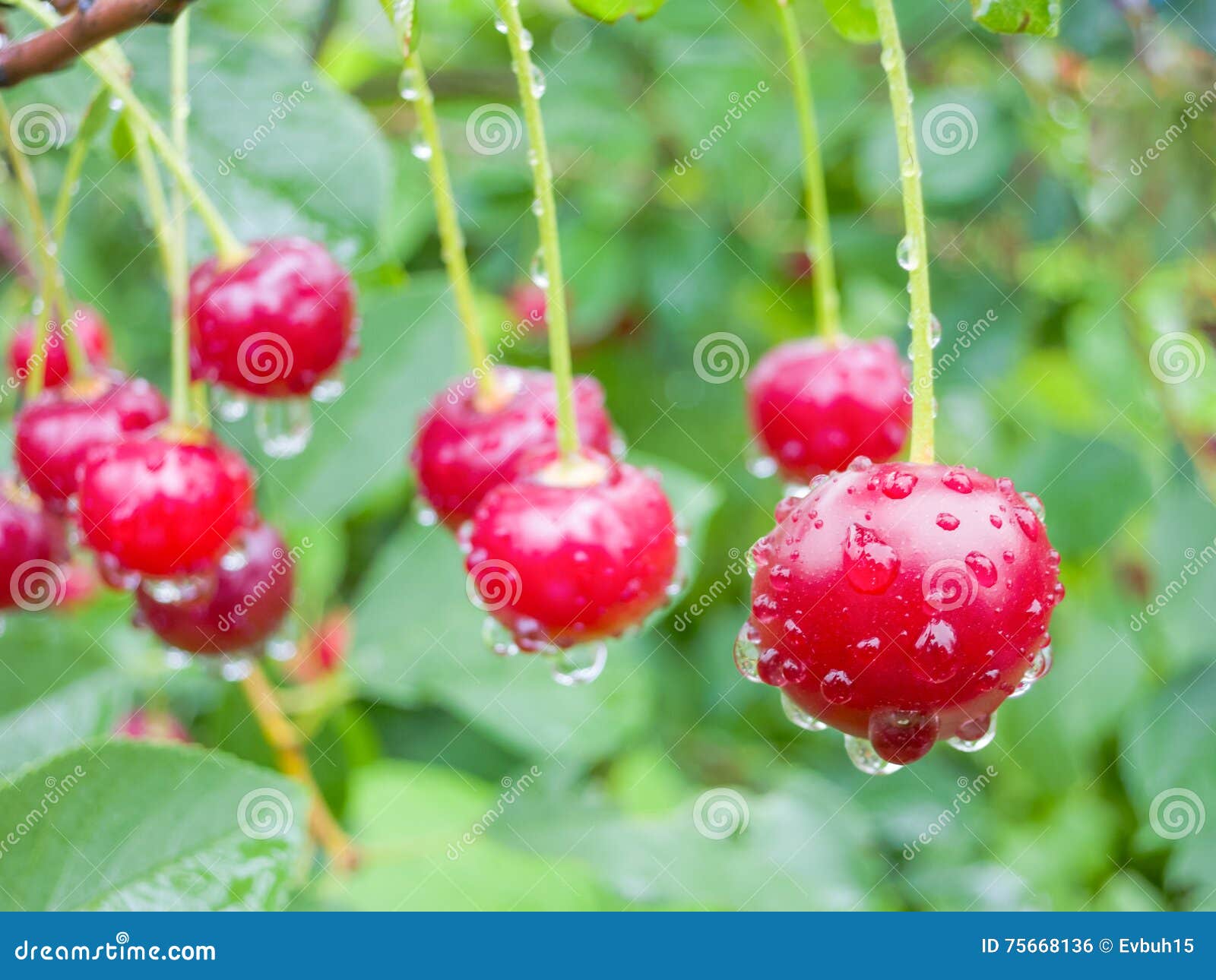 Red Cherry Berries on a Tree Branch with Water Drops. Stock Photo